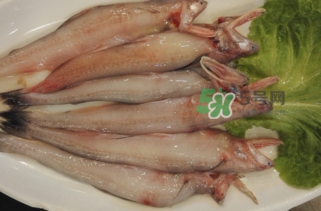 龍頭魚怎么殺？龍頭魚怎么處理？