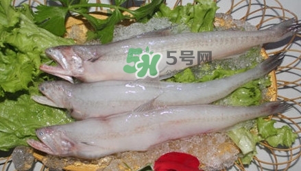 龍頭魚孕婦可以吃嗎？孕婦能吃龍頭魚嗎