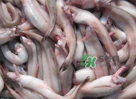 龍頭魚可以冷凍嗎？龍頭魚怎么保存