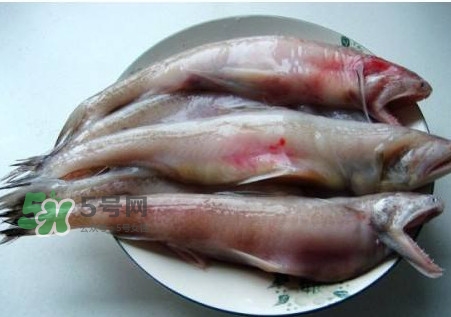 龍頭魚可以冷凍嗎？龍頭魚怎么保存