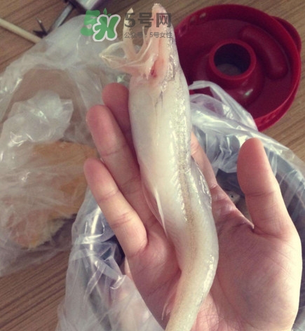 買龍頭魚怎么挑選？冰凍龍頭魚怎么去內(nèi)臟