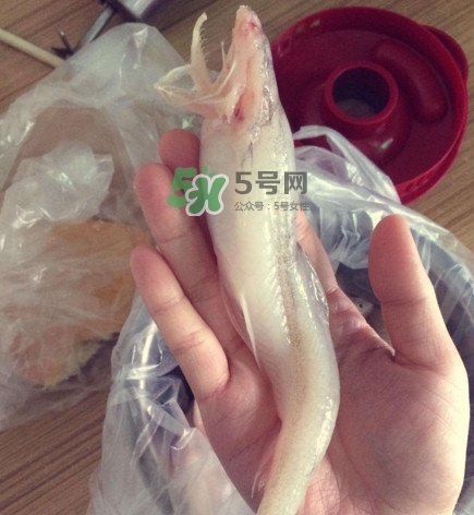 海鮮水潺孕婦可以吃嗎？水潺魚的營養(yǎng)價值