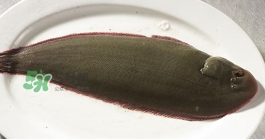 龍利魚多少錢一斤？龍利魚是什么魚