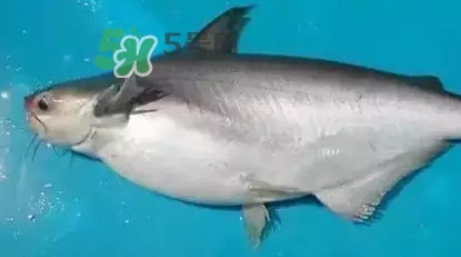 龍利魚怎么挑選？龍利魚與越南巴沙魚的區(qū)別