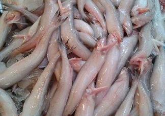 龍頭魚為什么有甲醛？龍頭魚為什么叫龍頭魚