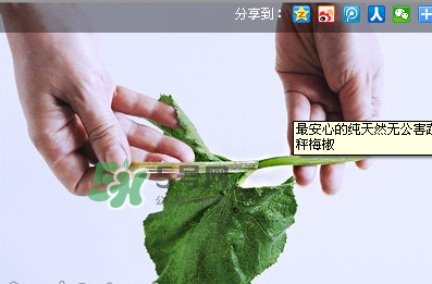 南瓜苗怎么做好吃？南瓜苗怎么撕？