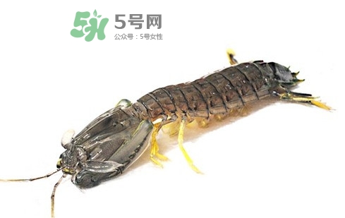 蝦蛄蝦殼怎么剝才好？蝦蛄怎么清洗
