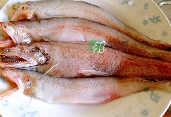 龍頭魚(yú)是什么魚(yú)？龍頭魚(yú)多少錢(qián)一斤？