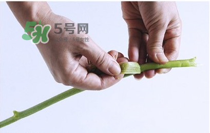 南瓜苗怎么做好吃？南瓜苗怎么撕？