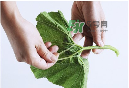 南瓜苗怎么做好吃？南瓜苗怎么撕？