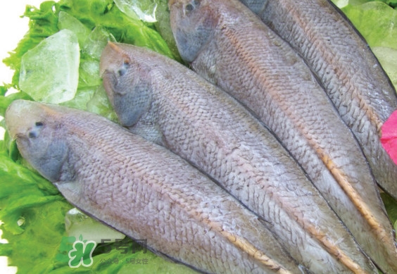 龍利魚有寄生蟲嗎？龍利魚有假的嗎
