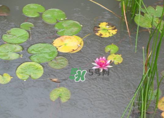 2017處暑會(huì)下雨嗎？處暑會(huì)下雨好嗎？