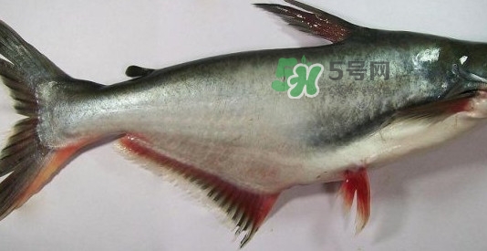 龍利魚是淡水魚嗎？龍利魚是巴沙魚嗎