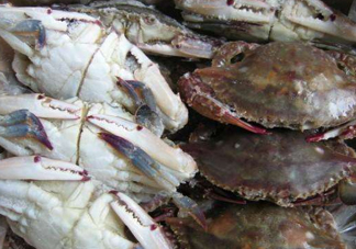 冷凍的梭子蟹能吃嗎？冷凍的梭子蟹怎么做？