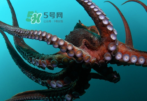章魚的墨汁有毒嗎？章魚有寄生蟲(chóng)嗎