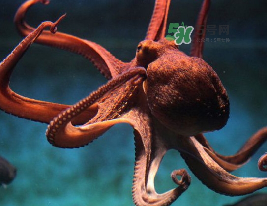 章魚的墨汁有毒嗎？章魚有寄生蟲(chóng)嗎
