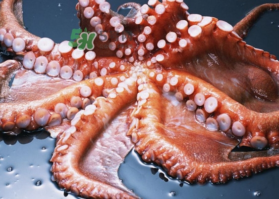 章魚(yú)有幾個(gè)心臟？章魚(yú)有幾條腿