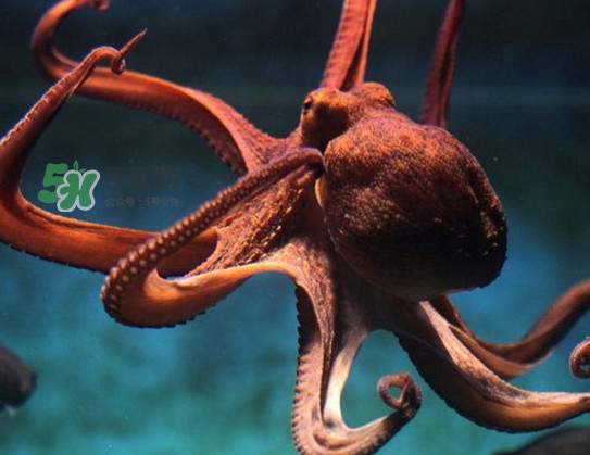 章魚可以生吃嗎？生吃章魚的危害