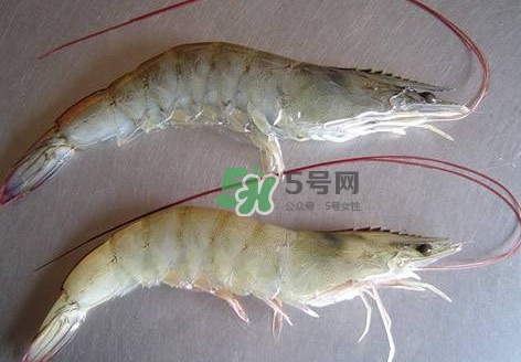 白蝦有寄生蟲嗎？如何選購新鮮的蝦