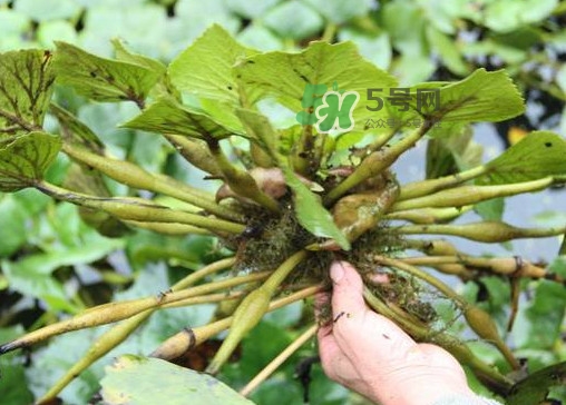 紅菱怎么種植？新鮮紅菱怎么保存