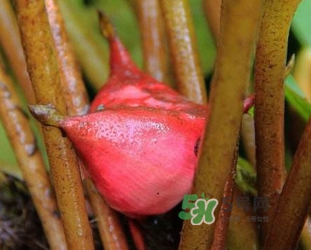 紅菱怎么吃？吃紅菱有什么好處？