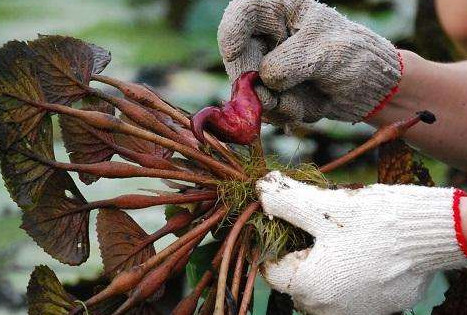 紅菱多少錢(qián)一斤？菱角嫩的好吃還是老的好吃？