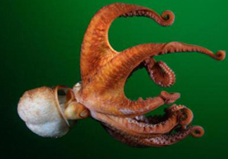 章魚(yú)的墨汁有毒嗎？章魚(yú)有寄生蟲(chóng)嗎