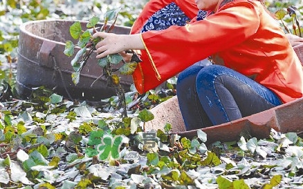 紅菱什么時(shí)候上市？什么時(shí)候采紅菱