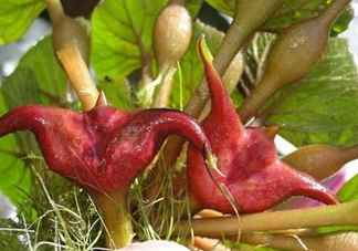 紅菱怎么種植？新鮮紅菱怎么保存