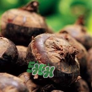 野荸薺是什么樣子的？野荸薺的營(yíng)養(yǎng)價(jià)值