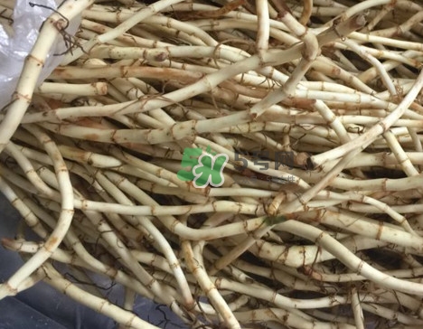 魚腥草干的好還是新鮮的好？干的魚腥草怎么吃最好