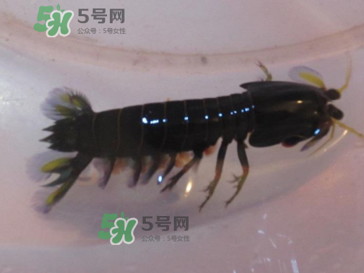 七彩神蝦是什么蝦？七彩神蝦怎么回事？