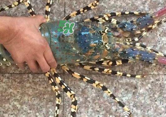 七彩神蝦多少錢一斤？七彩神蝦估值