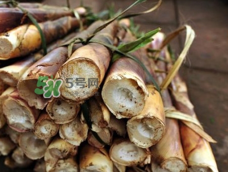 苦筍什么季節(jié)才有？苦筍什么時候成熟