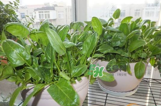 八月份可以種菠菜嗎？波菜8月中旬種可以嗎？