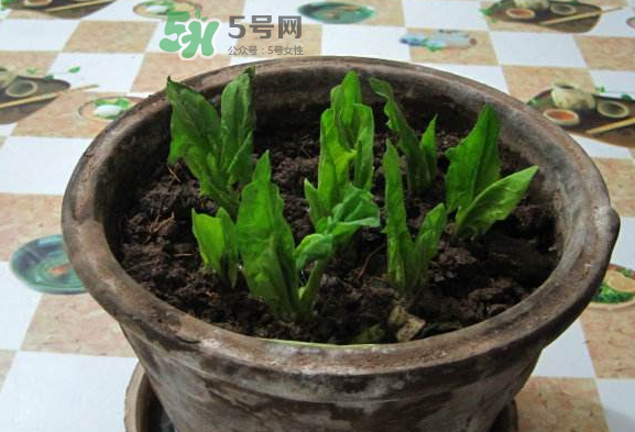八月份可以種菠菜嗎？波菜8月中旬種可以嗎？