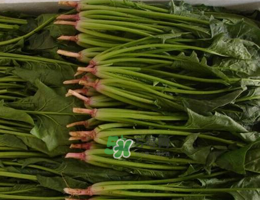 八月份可以種菠菜嗎？波菜8月中旬種可以嗎？