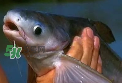 巴沙魚(yú)有刺嗎？巴沙魚(yú)有寄生蟲(chóng)嗎