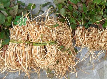 魚腥草有毒嗎？魚腥草有副作用嗎