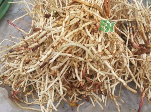 魚腥草用開水泡可以嗎？魚腥草用量多少克？