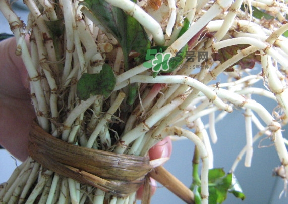 魚腥草干的好還是新鮮的好？干的魚腥草怎么吃最好