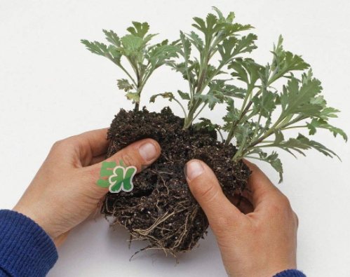 八月份能扦插菊花嗎？菊花可以8月份扦插嗎？