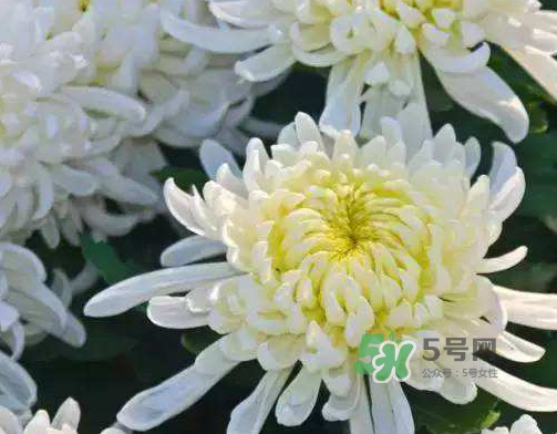 八月份能扦插菊花嗎？菊花可以8月份扦插嗎？