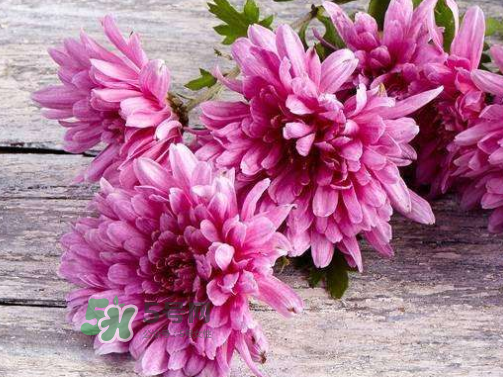 八月份能扦插菊花嗎？菊花可以8月份扦插嗎？