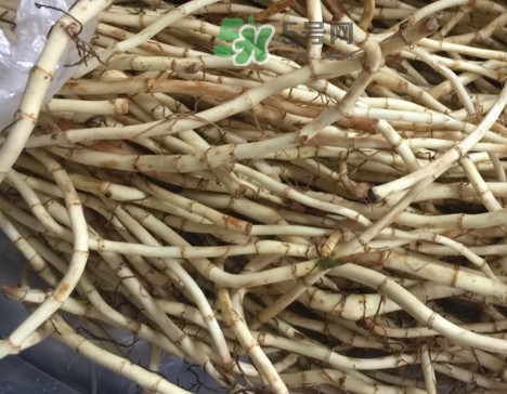 魚腥草可以和蜂蜜一起喝嗎？蜂蜜能和魚腥草一起泡嗎