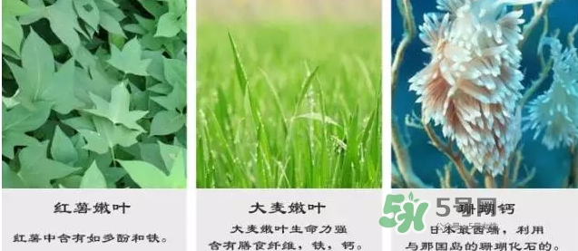 pola青汁效果怎么樣？pola青汁酵素酵素功效