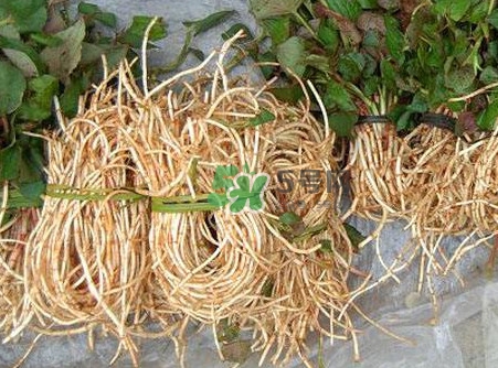 魚腥草什么季節(jié)有？魚腥草什么時候采摘最好
