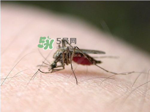 九月份還有蚊子嗎？9月份還有蚊子嗎？