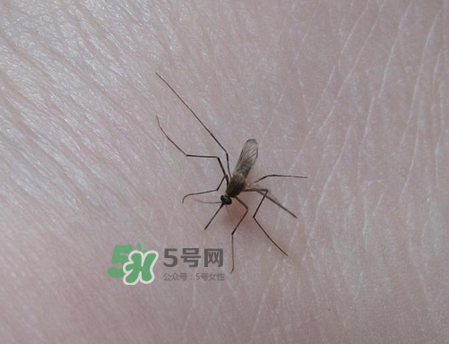 九月份還有蚊子嗎？9月份還有蚊子嗎？