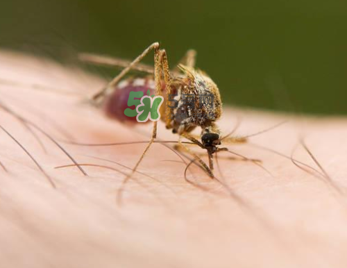 九月份還有蚊子嗎？9月份還有蚊子嗎？